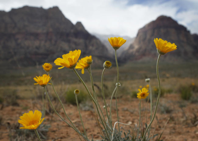 Spring wildflowers bloom despite the cold weather on state Route 159 in Red Rock Canyon National Conservation Area west of Las Vegas on April 2, 2014. (Jason Bean/Las Vegas Review-Journal)
