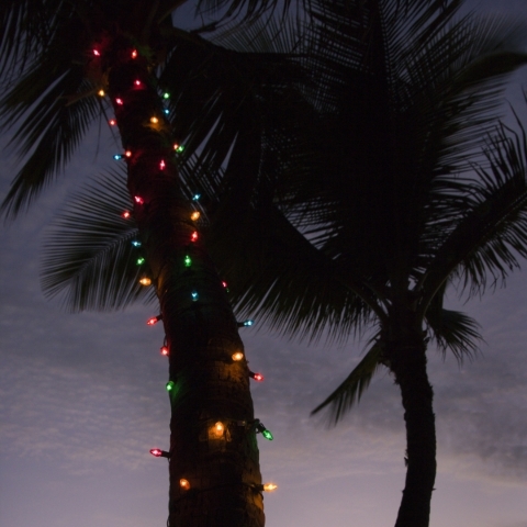 Festive colored lights wrapped around trunk of palm tree at beach.