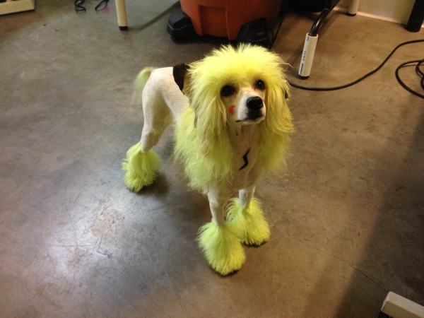 So shop fetch grooming