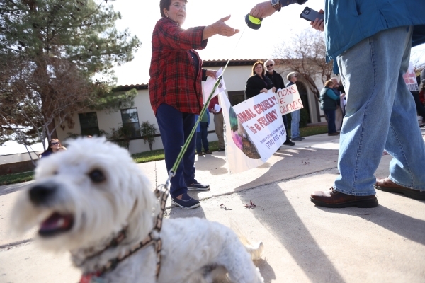 Sharon Meleo, left, reaches for Zoro‘s leash at a rally at the Boulder City Police Department  to demand a case of animal cruelty against former Animal Control Supervisor Mary Jo Frazier be  ...