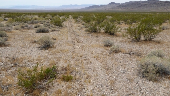 An unauthorized trench stretches into the distance in this photo taken May 10, 2015 at Gold Butte. Friends of Gold Butte, a preservation group,  released a report Wednesday documenting disturbance ...