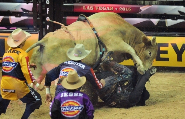 PBR bull rider Bonner Bolton his trampled by his bull after being bucked off during the first go-round of the PBR World Finals at the Thomas & Mack Center in Las Vegas Wednesday, Oct. 21, 2015 ...