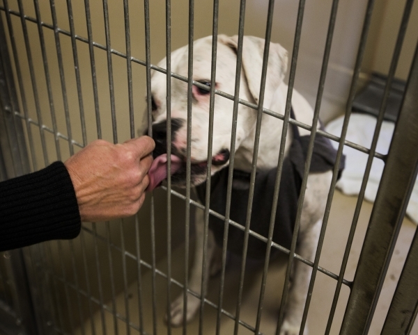 An American Bulldog licks  animal control officer Ann Anabnitt  hand at the Boulder City Animal Control Shelter, 810 Yucca Street, on  Tuesday, Dec. 1, 2015. Former Boulder City Animal  Shelter su ...