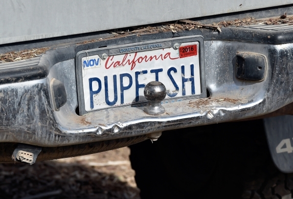 The license plate from Amargosa Conservancy truck displays its support of pupfish on the site that it is creating a new habitat for the now endangered Amargosa vole in Shoshone, Calif., on Tuesday ...