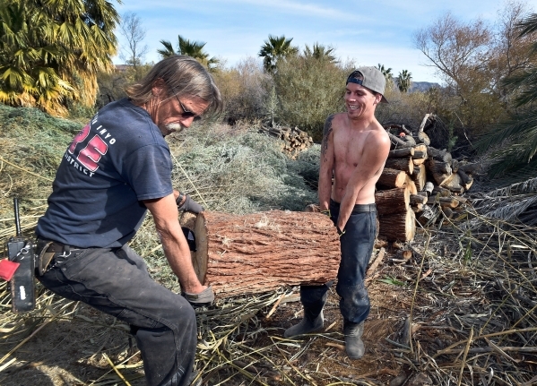 Workers Danny Macbrohn, left, and Chris Sellers carry a log to a nearby truck as the two and others with the Amargosa Conservancy create a habitat for the now endangered Amargosa vole in Shoshone, ...