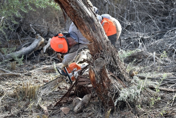 Amargosa Conservancy stewardship program manager Tanya Henderson checks her notch as she cuts down a tree for a new habitat that the conservancy is creating for the now endangered Amargosa vole in ...