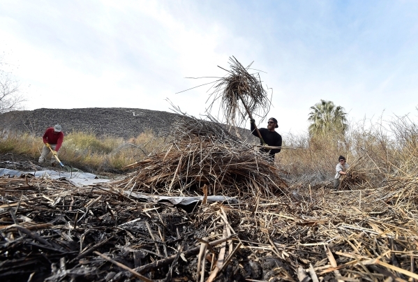 Workers from left, John Hiatt, Christopher Cohen and Brandon Mejia clear foliage near the head waters of the Shoshone Spring, as the Amargosa Conservancy works to create a new habitat for the now  ...