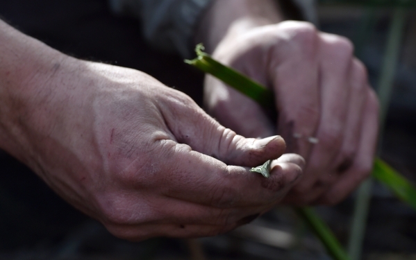 Amargosa Conservancy executive director Patrick Donnelly displays a stem from a three square bulrush, the marsh grass which is needed for the now endangered Amargosa vole, during a habitat restora ...