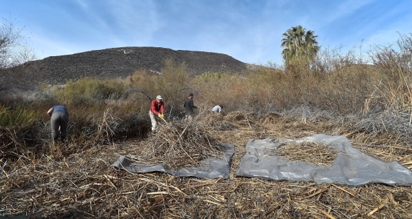 Workers clear foliage as the Amargosa Conservancy works to create a new habitat for the now endangered Amargosa vole in Shoshone, Calif., on Tuesday, Dec. 8, 2015. The conservancy hopes to introdu ...