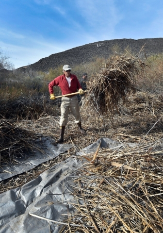 Volunteer John Hiatt clears foliage as the Amargosa Conservancy works to create a new habitat for the now endangered Amargosa vole in Shoshone, Calif., on Tuesday, Dec. 8, 2015. The conservancy ho ...