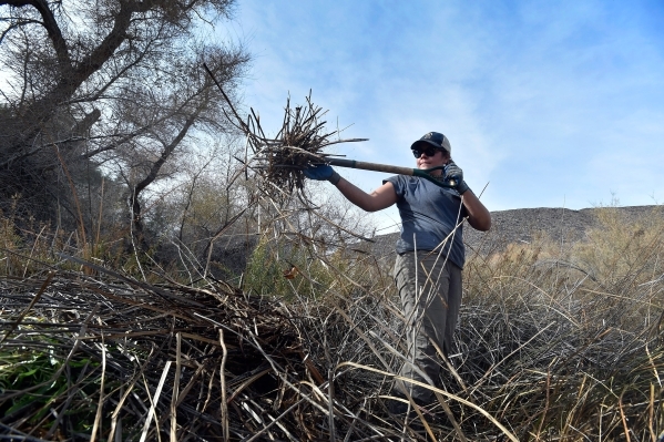 Volunteer Abby Mattson clears foliage as the Amargosa Conservancy works to create a new habitat for the now endangered Amargosa vole in Shoshone, Calif., on Tuesday, Dec. 8, 2015. The conservancy  ...