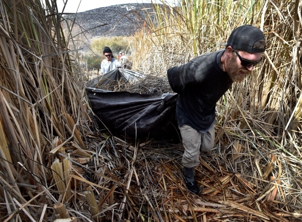 Workers Brandon Mejia, left, and Christopher Cohen haul away foliage as the Amargosa Conservancy works to create a new habitat for the now endangered Amargosa vole in Shoshone, Calif., on Tuesday, ...