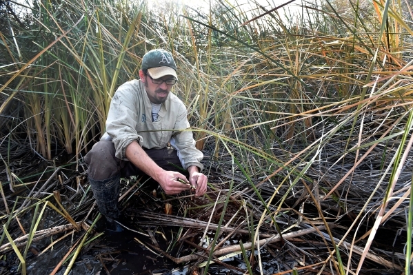 Amargosa Conservancy executive director Patrick Donnelly displays a stem from a three square bulrush, the marsh grass which is needed for the now endangered Amargosa vole, during a habitat restora ...