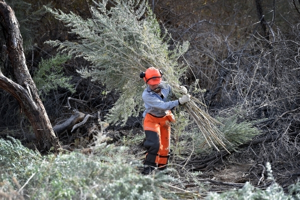 Amargosa Conservancy stewardship program manager Tanya Henderson carries stalks of arrowweed as she helps build a new habitat for the now endangered Amargosa vole in Shoshone, Calif., on Tuesday,  ...