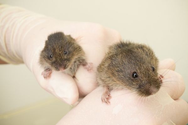 A researcher at the University of California, Davis School of Veterinary Medicine holds an adult endangered Amargosa vole, right, that was taken from the wild for breeding and a young captive-bred ...