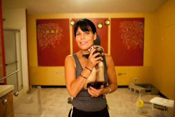 Madam Jennifer O´Kane shows her pet ferret at her Calico Club in Battle Mountain on Friday, Dec. 18, 2015. (Randi Lynn Beach/Las Vegas Review-Journal)
