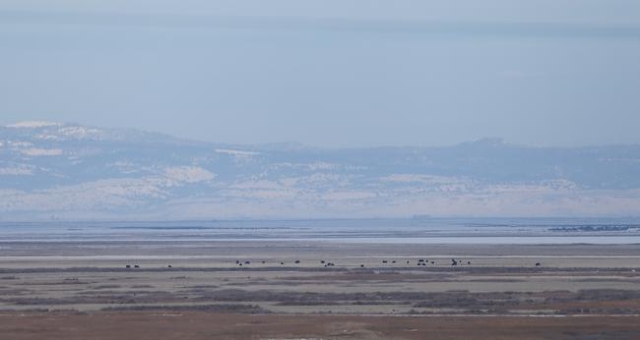 Grazing cattle are seen from the Malheur National Wildlife Refuge headquarters, which are occupied by anti-government protestors, near Burns, Ore. on Monday, Jan. 4, 2016. The protestors, many of  ...