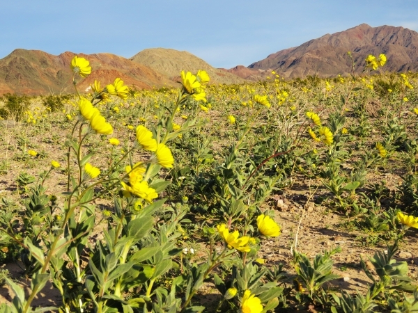Desert gold carpets the desert near Ashford Mill in southern Death Valley National Park on Wednesday. Wildflowers are already in bloom in parts of the park 100 miles west of Las Vegas, but some ro ...