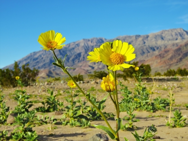 Desert gold, a member of the sunflower family, blooms near Ashford Mill in southern Death Valley National Park Wednesday. Wildflowers are already in bloom in parts of the park 100 miles west of La ...
