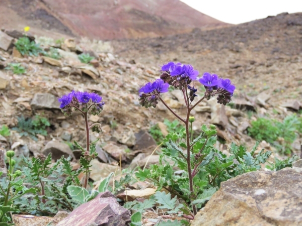 Notch-leaved Phacelia blooms purple near Saratoga Springs in southern Death Valley National Park on Wednesday. 
 Courtesy of Patrick Donnelly/Amargosa Conservancy
