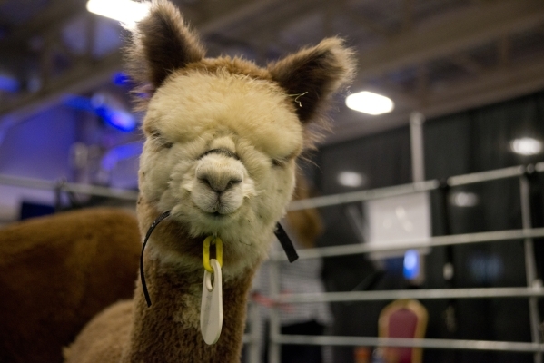 Alpaca auction at South Point attracts 250 seeking to grow herds