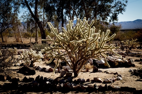In the front of the Nipton Hotel is a large cactus garden original to the property, plus eucalyptus trees and grape vines winding up the posts of the wraparound porch. TONYA HARVEY/REAL ESTATE MIL ...
