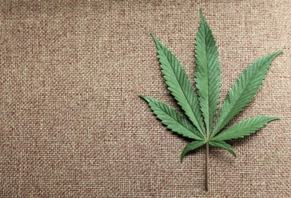 A marijuana leaf. Anthony Bolante/Reuters