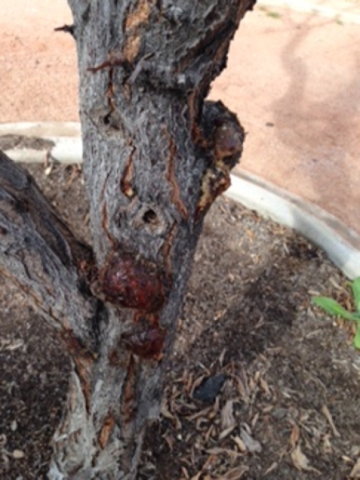 Plums react to damage by releasing sap. Special to View