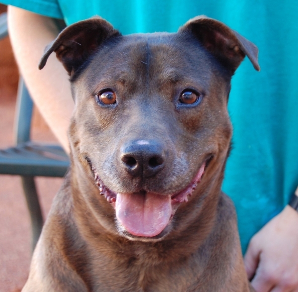6 adoptable pets in the Las Vegas Valley, Feb. 11, 2016 — PHOTOS | Las
