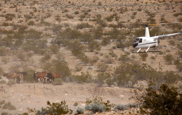 Contractors for the Bureau of Land Management round up cattle belonging to Clive Bundy with a helicopter near Bunkerville, Monday, April 7, 2014. (John Locher/Las Vegas Review-Journal)