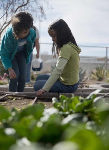 Nashimia Magabeen Hallman, left, and Samantha Martinez look a small sprouts during a Junior Master Gardener program for children at the University of Nevada Cooperative Extension‘s Lifelong  ...