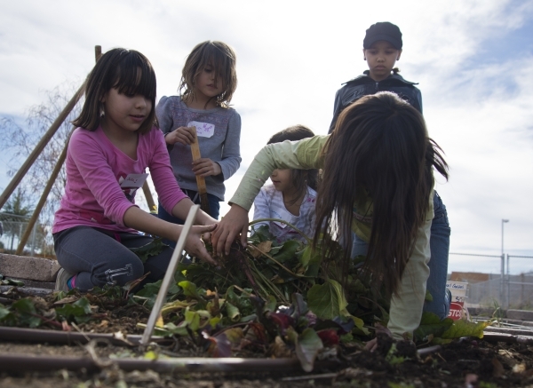 Students harvest beets during a Junior Master Gardener program for children at the University of Nevada Cooperative Extension‘s Lifelong Learning CenterþÃôs Outdoor Education Center ...