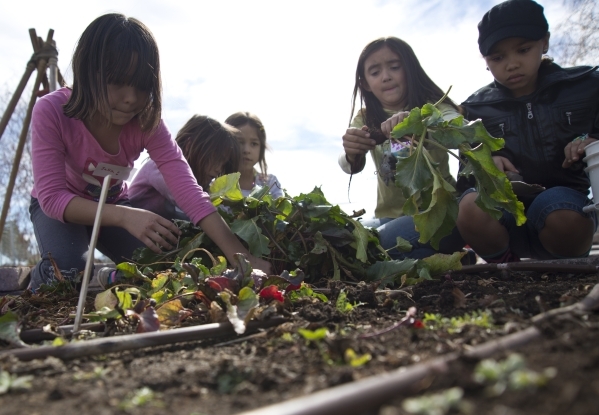Students harvest beets during a Junior Master Gardener program for children at the University of Nevada Cooperative Extension‘s Lifelong Learning CenterÃ¾ÃÃ´s Outdoor Education Center ...