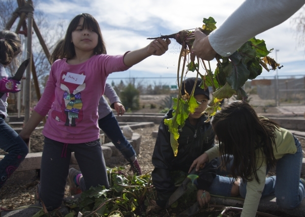 Julia Olguin hands an instructor a beet after harvesting it from the ground during a Junior Master Gardener program for children at the University of Nevada Cooperative Extension‘s Lifelong  ...