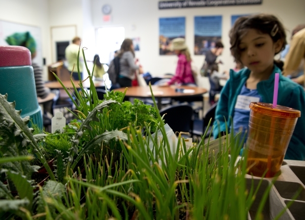 Nashimia Magabeen Hallman looks at various plants her class will be planting during a Junior Master Gardener program for children at the University of Nevada Cooperative Extension‘s Lifelong ...