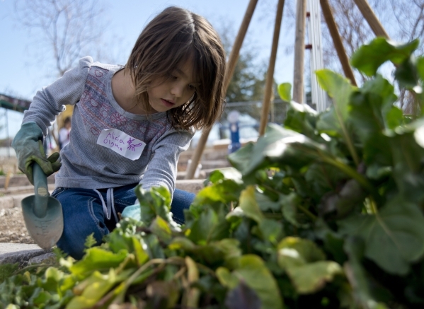 Alicia Olguin works to harvest beets during a Junior Master Gardener program for children at the University of Nevada Cooperative Extension‘s Lifelong Learning CenterÃ¾ÃÃ´s Outdoor Ed ...
