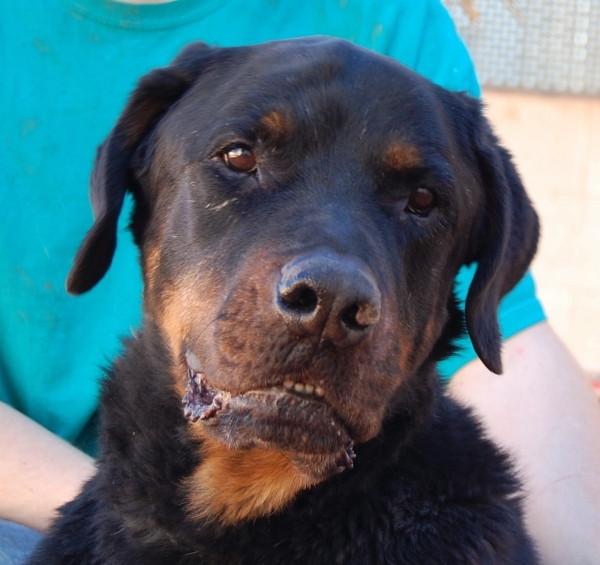 Abraham, Nevada SPCA: I may be heartbroken being homeless so late in life, but if you tell me I am a good boy, I can‘t help but smile proudly. I am Abraham, a Rottweiler, 7 years of age and  ...