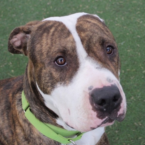 Frisco, The Animal Foundation: My name is Frisco (ID No. A882106), and I‘m a friendly 2-year-old pitty. I would love for you to make me yours. I‘m a bit of a shy guy, but I‘m als ...
