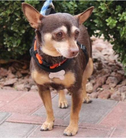 Mimi, Kiss for Homeless Animals: Tiny Mimi is looking for a quiet forever home where she can feel safe. She weighs 9 pounds and is about 5 years old.  Mimi is shy, loves to cuddle and play with he ...