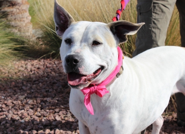 Nana, Animal Network: Sweet Nana is a 3-year-old American bull dog mix who was surrendered when her family could not longer care for her. This sweet girl misses having a family. She is house-train ...