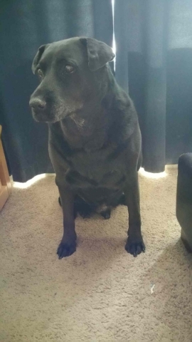 Willy, Foreclosed Upon Pets, Inc.: My name is Willy. I am a 9-year-old about 60-pound male Labrador mix. I like other dogs and people. Because of my size, I would do best with older kids. I am hou ...