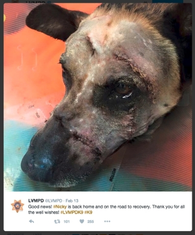 Nicky, a K9 officer with Metropolitan Police Department, is shown in Metro Tweet after surgery for wounds sustained by a machete attack in apprehending a suspect during a standoff.