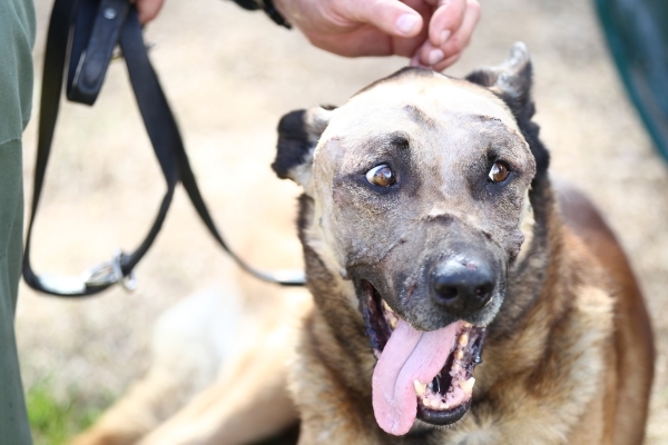 Las Vegas police Sgt. Eric Kerns pets his partner, K9 officer Nicky, who was attacked by a suspect with a machete on Friday, at South Central Area Command in Las Vegas on Wednesday, Feb. 17, 2016. ...