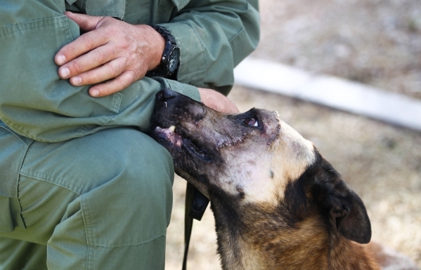 K9 officer Nicky, who was attacked by a suspect with a machete on Friday, looks to get attention from Las Vegas police Sgt. Eric Kerns at South Central Area Command in Las Vegas on Wednesday, Feb. ...