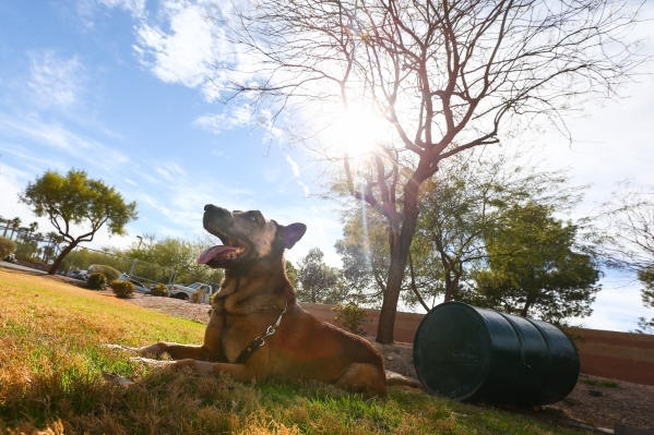 K9 officer Nicky, who was attacked by a suspect with a machete on Friday, bathes in the sunlight at South Central Area Command in Las Vegas on Wednesday, Feb. 17, 2016. Chase Stevens/Las Vegas Rev ...