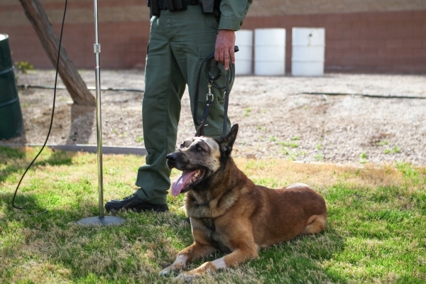 K9 officer Nicky, who was attacked by a suspect with a machete on Friday, sits in the grass as Las Vegas police Sgt. Eric Kerns speaks with reporters at South Central Area Command in Las Vegas on  ...