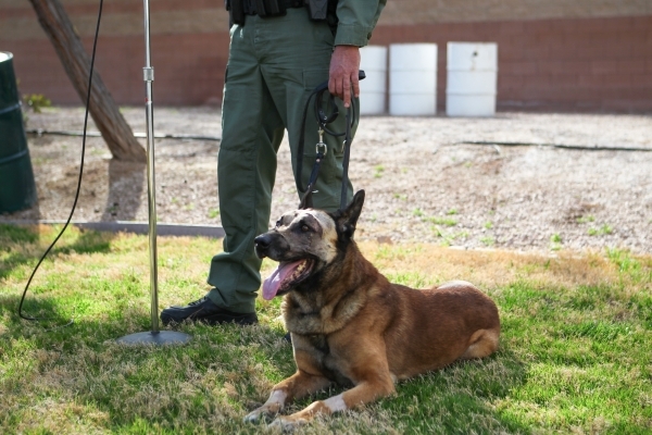 K9 officer Nicky, who was attacked by a suspect with a machete on Friday, sits in the grass as Las Vegas police Sgt. Eric Kerns speaks with reporters at South Central Area Command in Las Vegas on ...