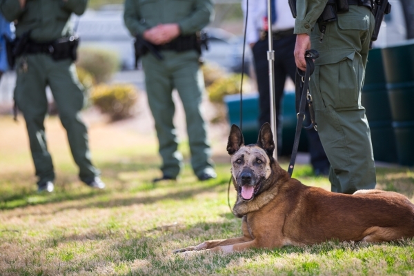 K9 officer Nicky, who was attacked by a suspect with a machete on Friday, sits in the grass as Las Vegas police Sgt. Eric Kerns speaks with reporters at South Central Area Command in Las Vegas on ...