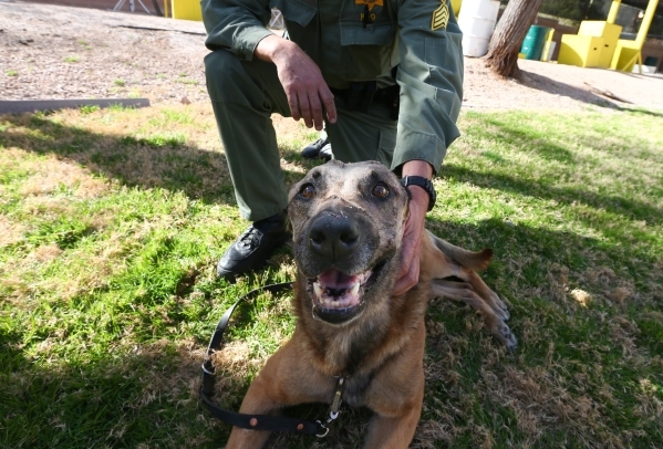 Las Vegas police Sgt. Eric Kerns pets his partner, K9 officer Nicky, who was attacked by a suspect with a machete on Friday, at South Central Area Command in Las Vegas on Wednesday, Feb. 17, 2016. ...