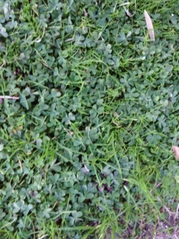 Oxalis looks similar to clover and is difficult to control once it gets established. Special to View